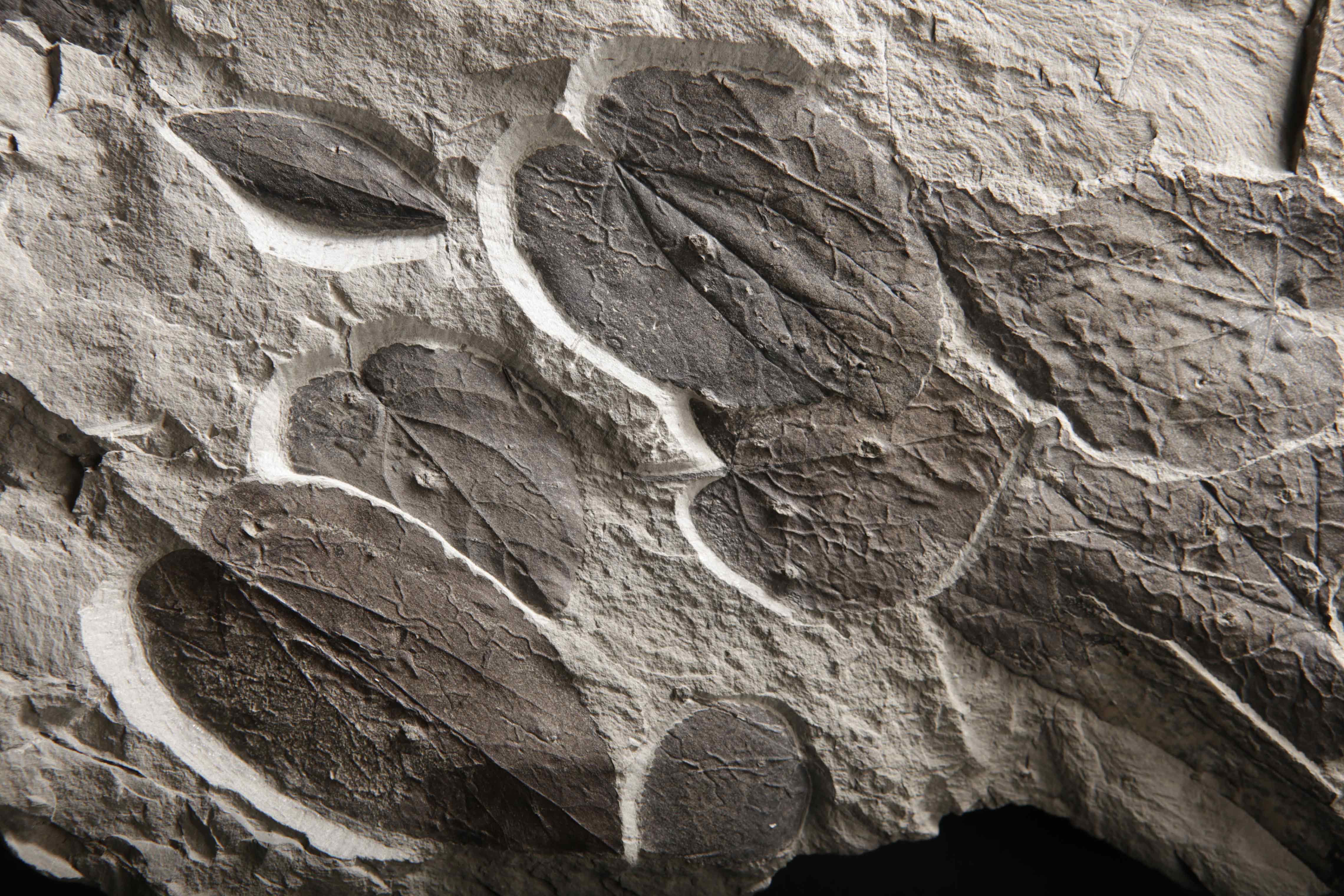 Fossil leaves of Cercidiphyllum japonicum