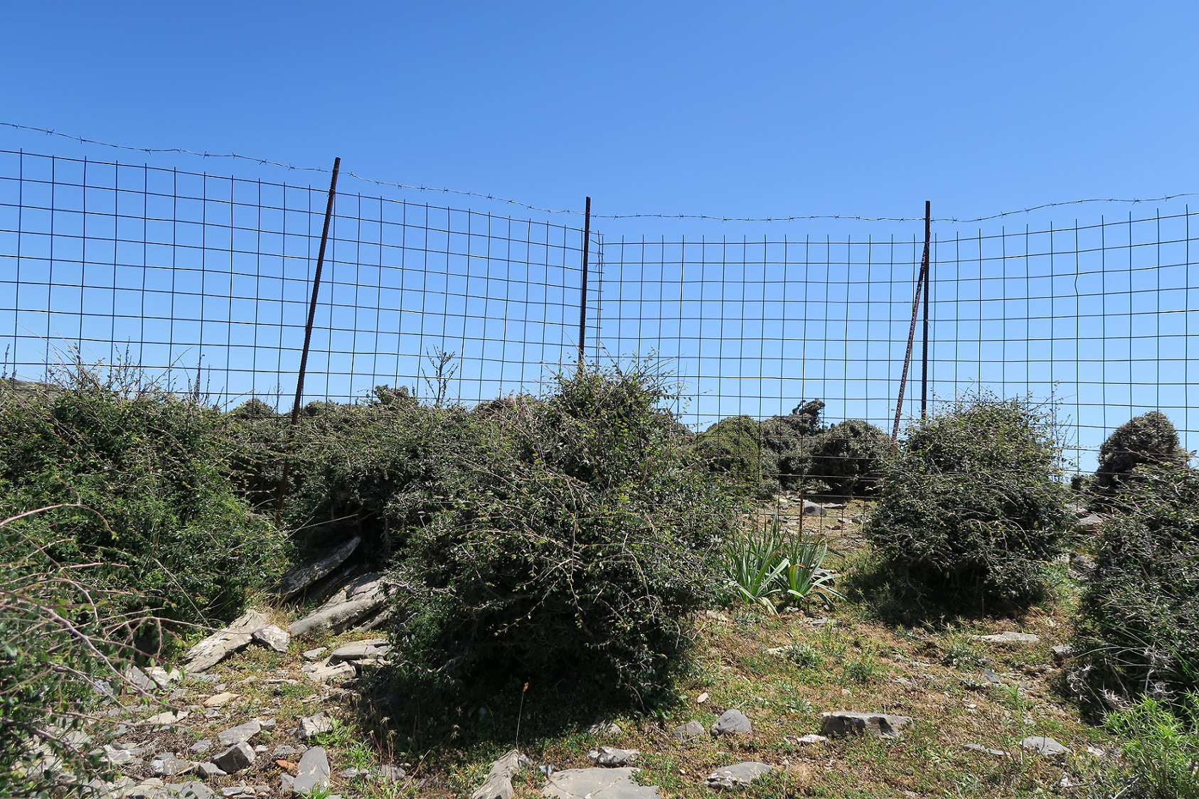 3.	Dense growth for previously browsed Zelkova abelicea in a plot in western Crete.
