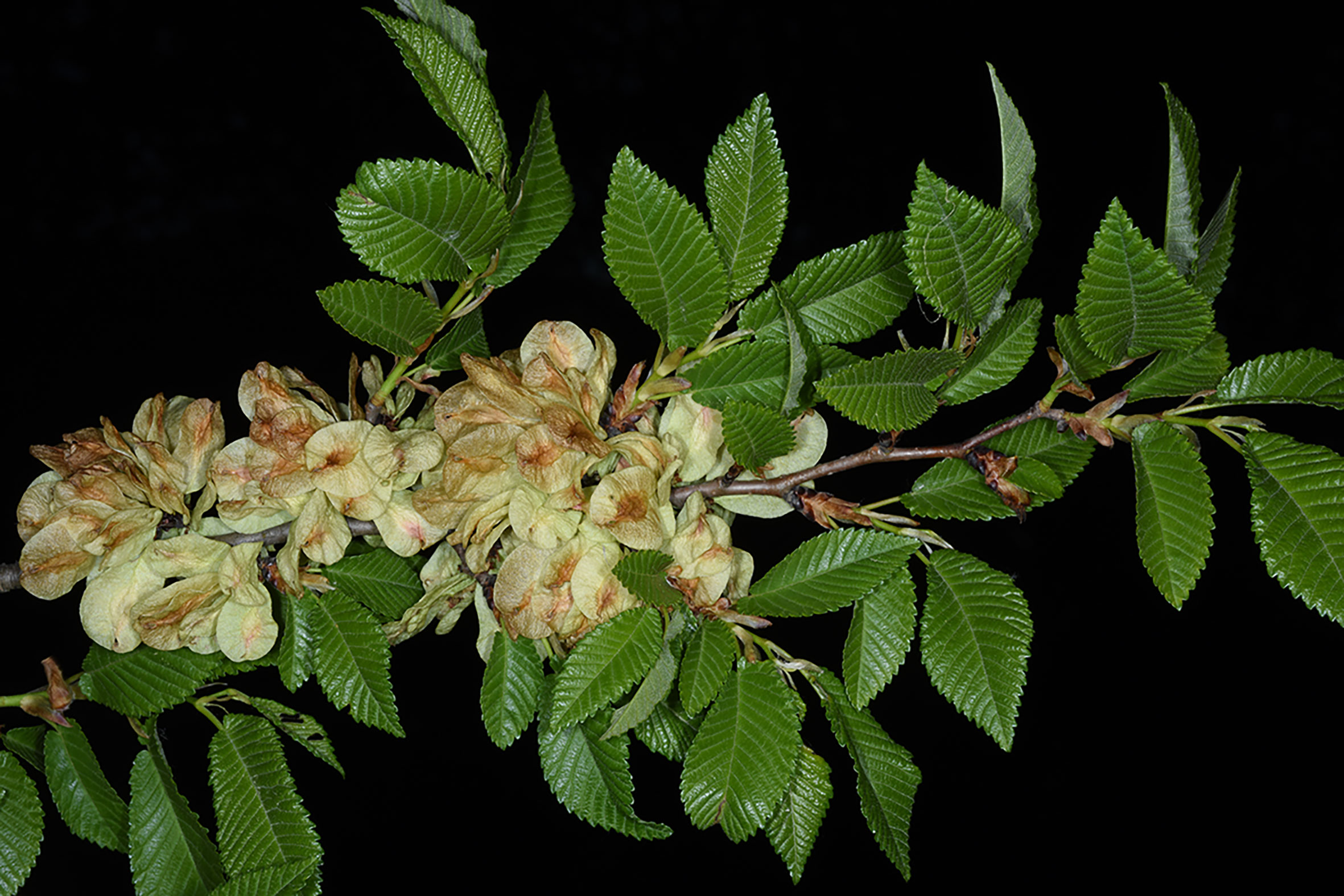 Ulmus minor