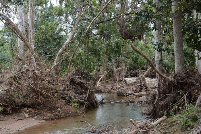 Banao Ecological Reserve suffered heavy damages after the passage of Hurricane Irma. Sancti Spíritus, Cuba.
