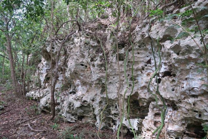 The few tropical coastal ecosystems undamaged by touristic activities and oil exploration, hold a rare and precious flora. Varahicacos Ecological Reserve, Matanzas, Cuba. The few tropical coastal ecosystems undamaged by touristic activities and oil exploration, hold a rare and precious flora. Varahicacos Ecological Reserve, Matanzas, Cuba.