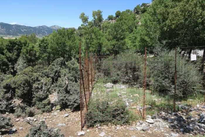 Outside and inside – differences in growth of Zelkova abelicea individuals in an area that was fenced 3 yr ago in western Crete.