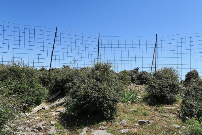 Dense growth for previously browsed Zelkova abelicea in a plot in western Crete.