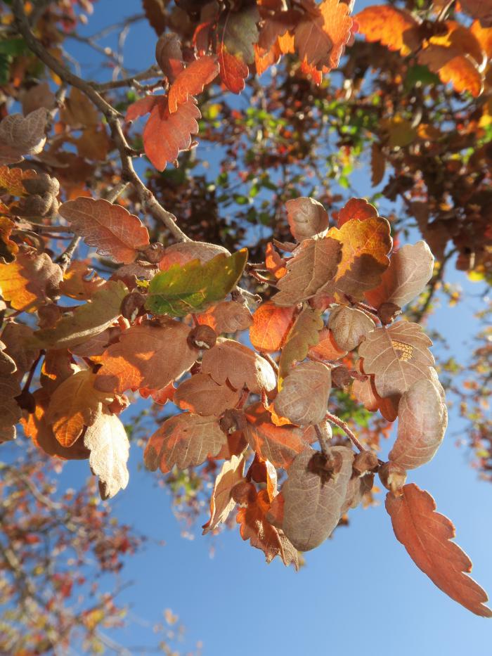 Autumnal leaves of Zelkova abelicea, with fruit.