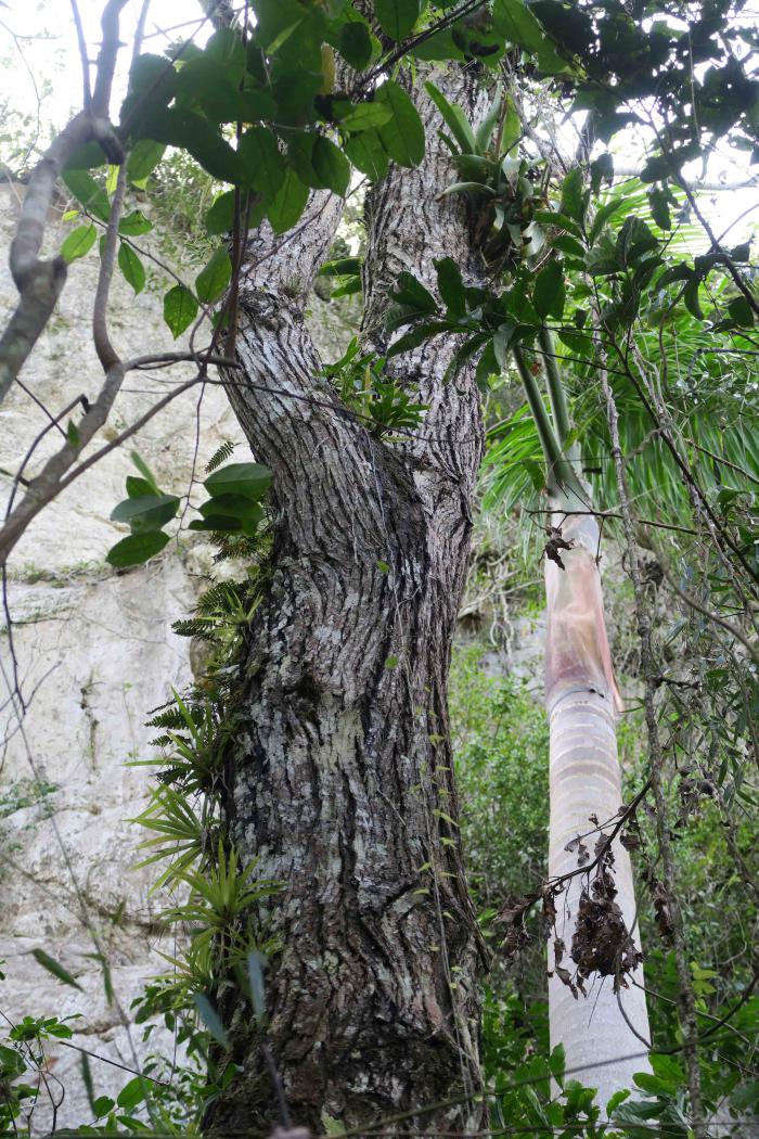 Juglans jamaicensis subsp. jamaicensis. Topes de Collantes Nature Reserve Park, Cienfuegos, Cuba. Juglans jamaicensis subsp. jamaicensis. Topes de Collantes Nature Reserve Park, Cienfuegos, Cuba.