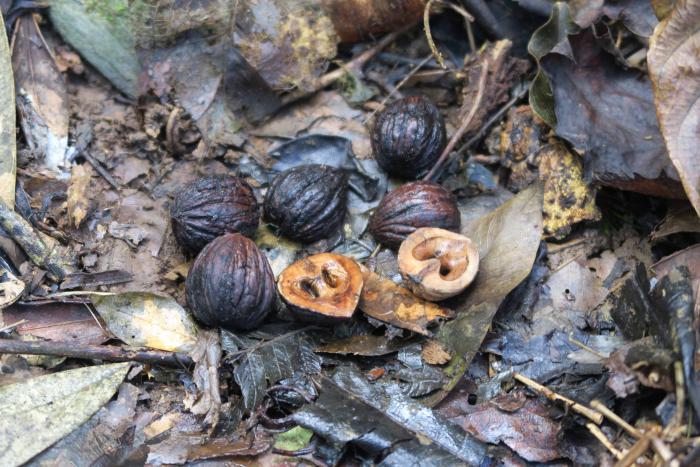 The fruits of Juglans jamaicensis subsp. jamaicensis are eaten by rodents. Topes de Collantes Nature Reserve Park, Cienfuegos, Cuba. The fruits of Juglans jamaicensis subsp. jamaicensis are eaten by rodents. Topes de Collantes Nature Reserve Park, Cienfuegos, Cuba.
