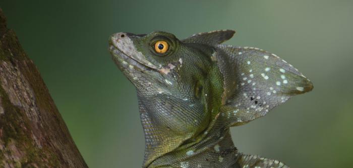 Basiliscus plumifrons Basiliscus plumifrons