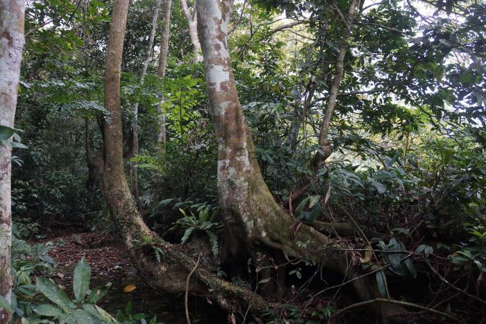 Carya sinensis (Cuc Phuong National Park)