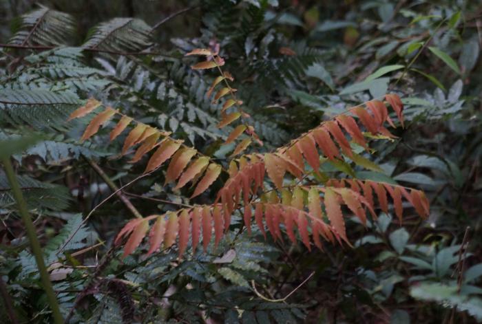Young leaves of Oreomunnea mexicana Young leaves of Oreomunnea mexicana