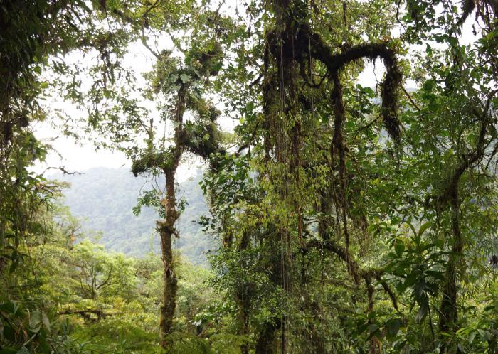 Forest with Oreomunnea mexicana, Tapanti NP Forest with Oreomunnea mexicana, Tapanti NP