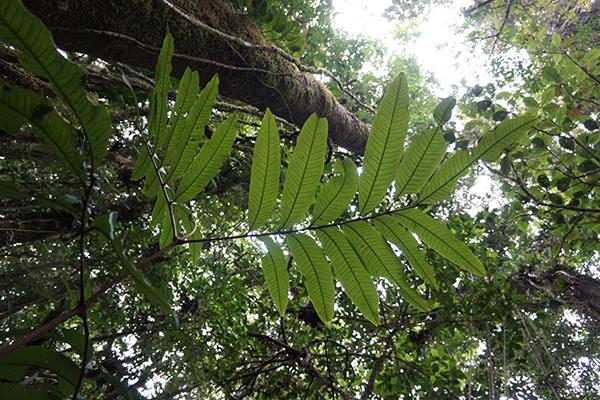 Alfaroa manningii, Tapanti NP