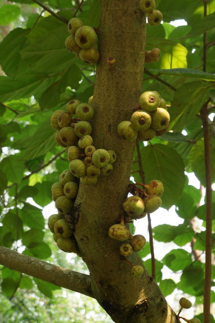 Ficus auriculata (Botanic Garden of VNUF) Ficus auriculata (Botanic Garden of VNUF)