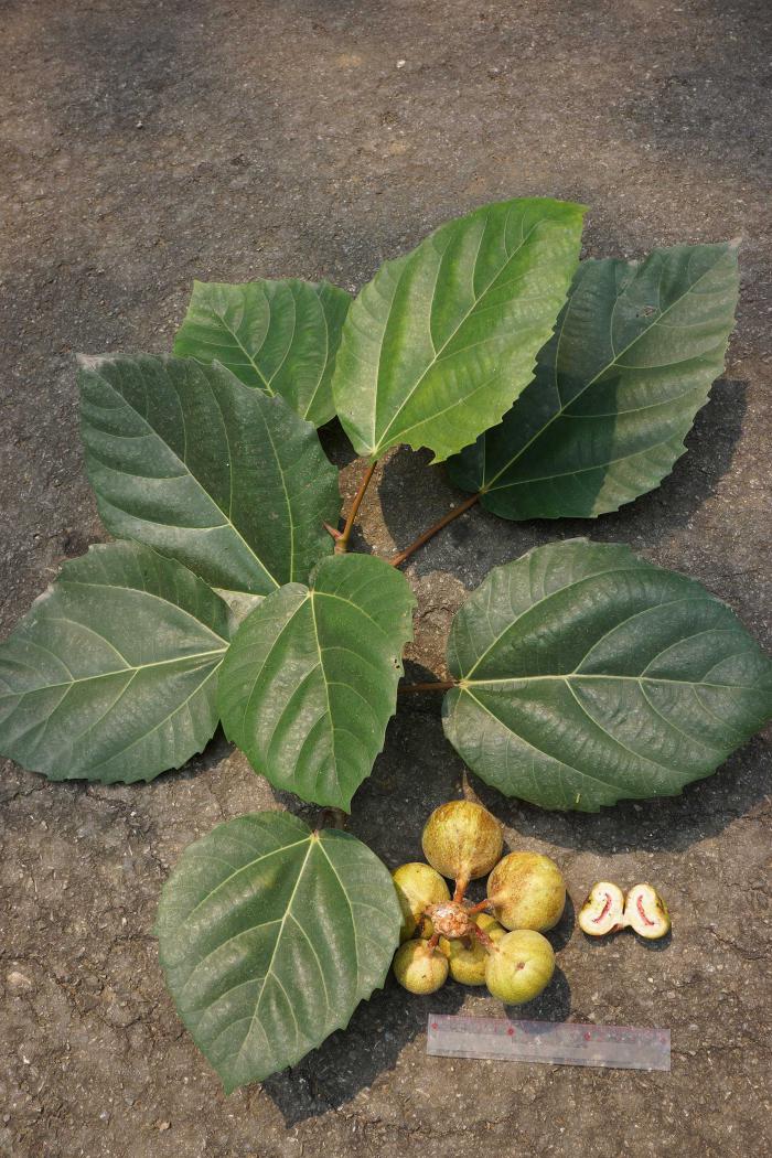 Ficus auriculata (Botanic Garden of VNUF) Ficus auriculata (Botanic Garden of VNUF)