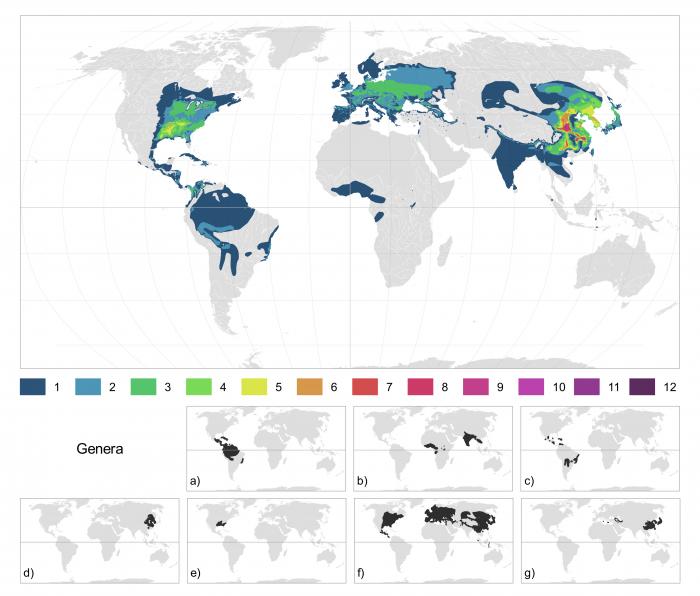 Global distribution of Ulmaceae