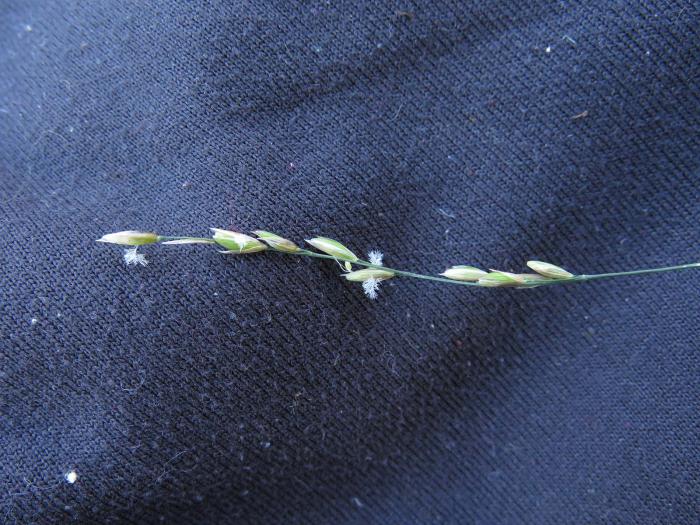 Melica rectiflora, one of the numerous grass species that were recorded