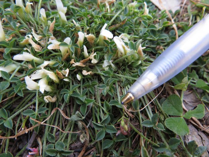 One of the numerous clover species found inside the plots: Trifolium uniflorum