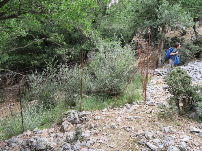 Study plot fenced for 4 years, in which vegetation and Z. abelicea have developed protected from goats
