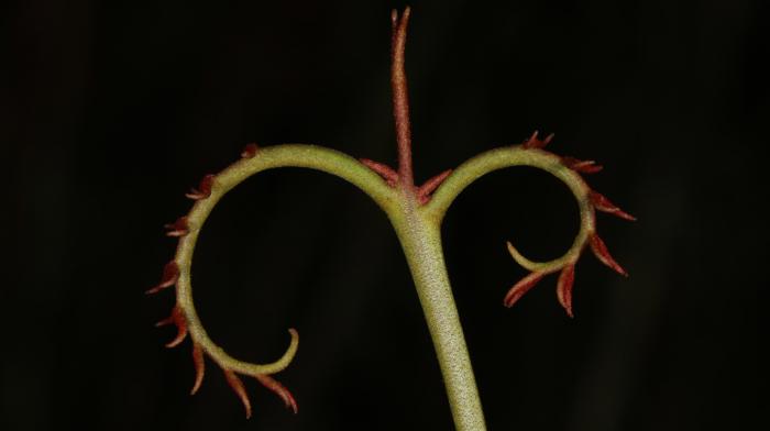 Young shoots of Oreomunnea mexicana Young shoots of Oreomunnea mexicana