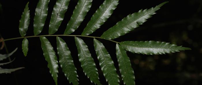 Leaves of Oreomunnea mexicana Leaves of Oreomunnea mexicana