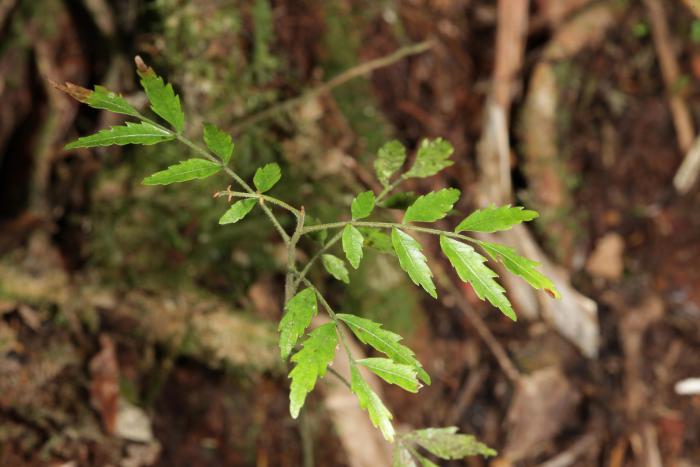 Seedling of Oreomunnea mexicana Seedling of Oreomunnea mexicana