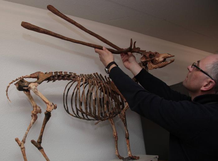 Antlers of Candicervus ropalophorus from Crete (Naturalis Museum in Leiden, the Netherlands)
