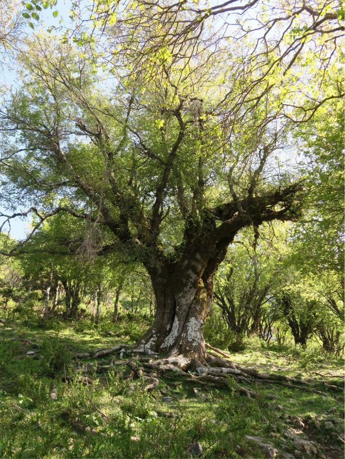In western Crete, Z. abelicea individuals can become fully developed magnificent trees