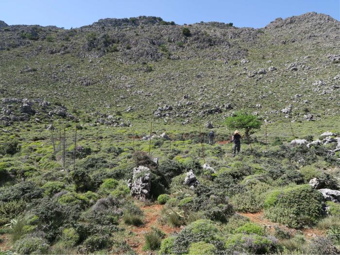 Despite fencing and in the absence of browsing pressure, Z. abelicea individuals from eastern Crete, have a dwarfed habit and a very slow growth due to climatic constraints