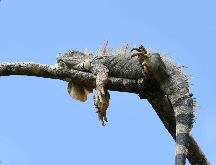 Iguana iguana Iguana iguana