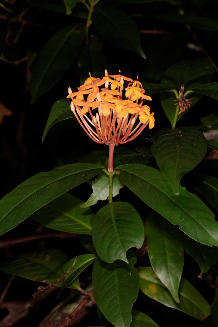 Ixora stricta (Con Dao National Park) Ixora stricta (Con Dao National Park)