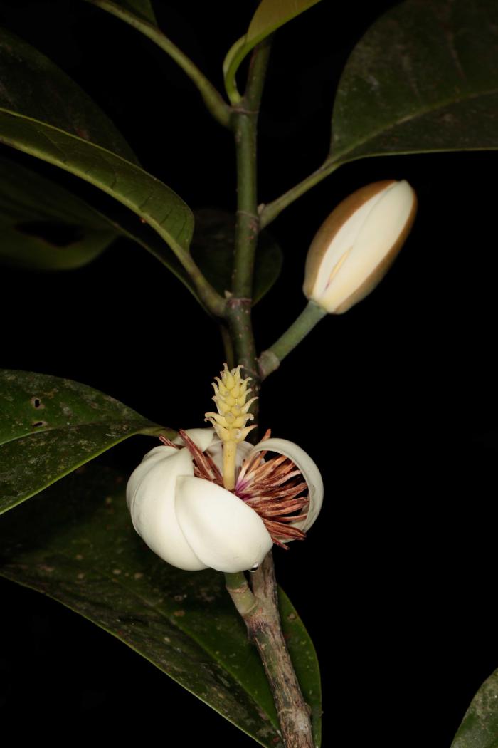 Michelia aenea (Cuc Phuong National Park)