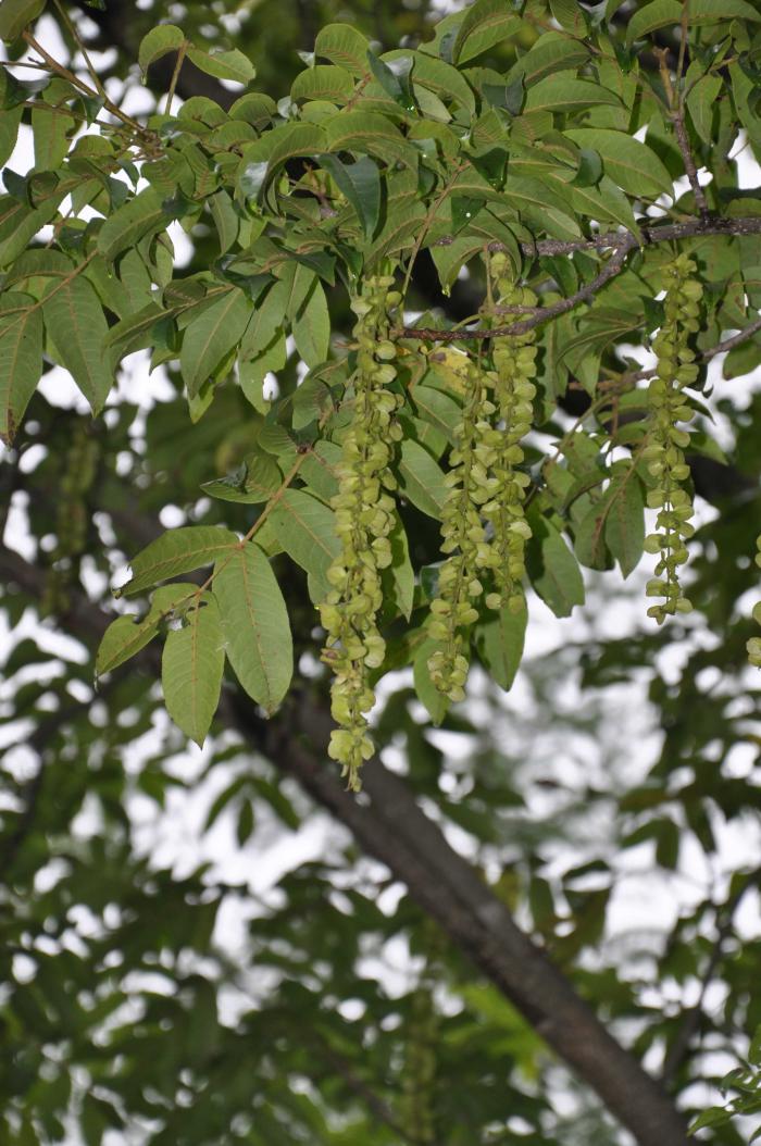 Pterocarya hupehensis Pterocarya hupehensis