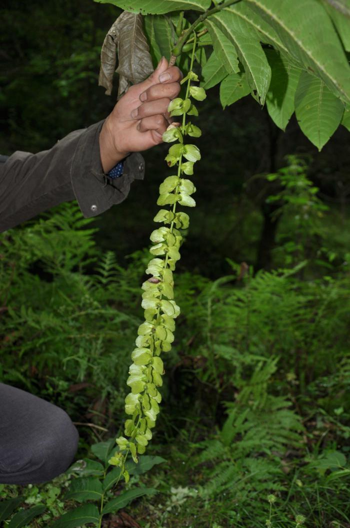 Pterocarya hupehensis Pterocarya hupehensis