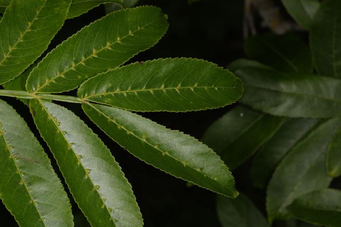 Pterocarya stenoptera. Arboretum Aubonne, Switzerland