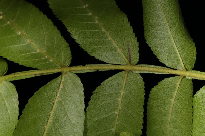 Pterocarya stenoptera. Arboretum Aubonne, Switzerland