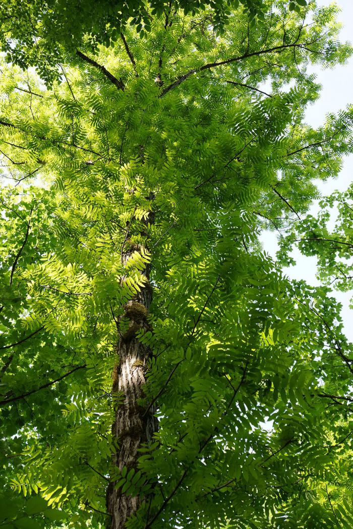 Pterocarya fraxinifolia. Ismayilli, Great Caucasus, Azerbaijan