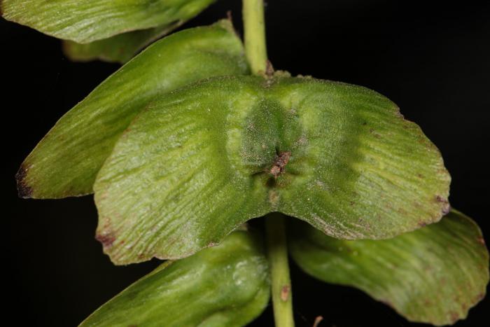 Pterocarya fraxinifolia. Botanic Garden Lyon, France