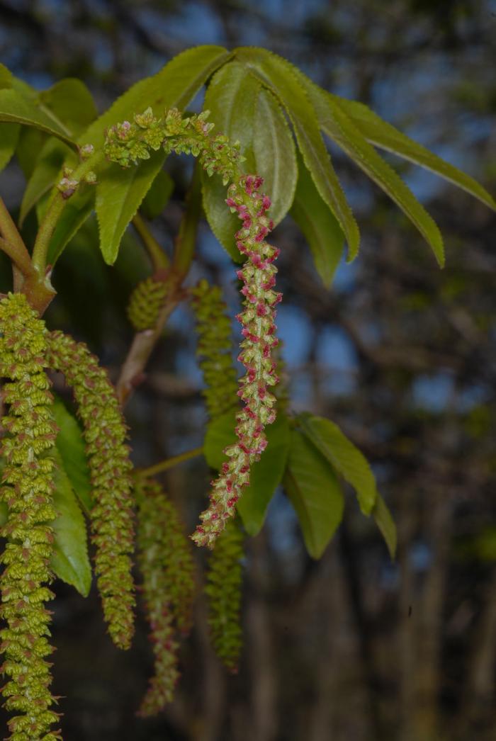 Pterocarya fraxinifolia. Botanic Garden Lyon, France