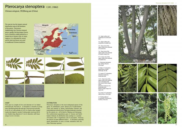 Pages with Pterocarya stenoptera
