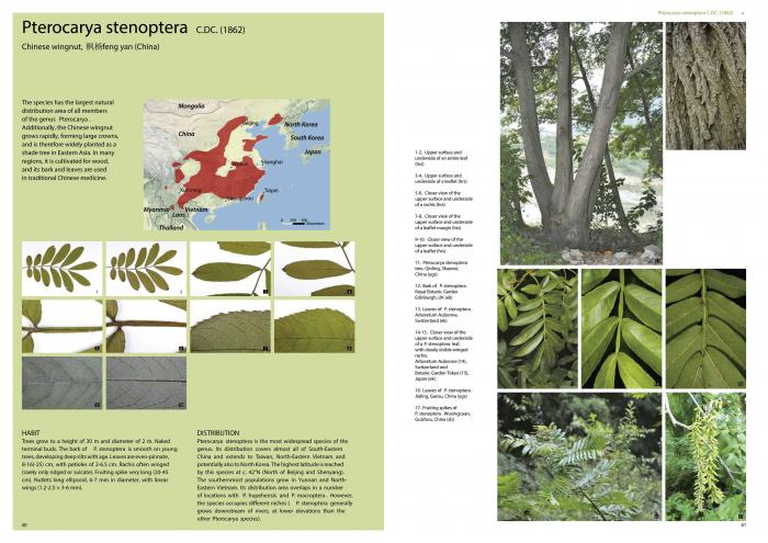 Pages with Pterocarya stenoptera Pages with Pterocarya stenoptera