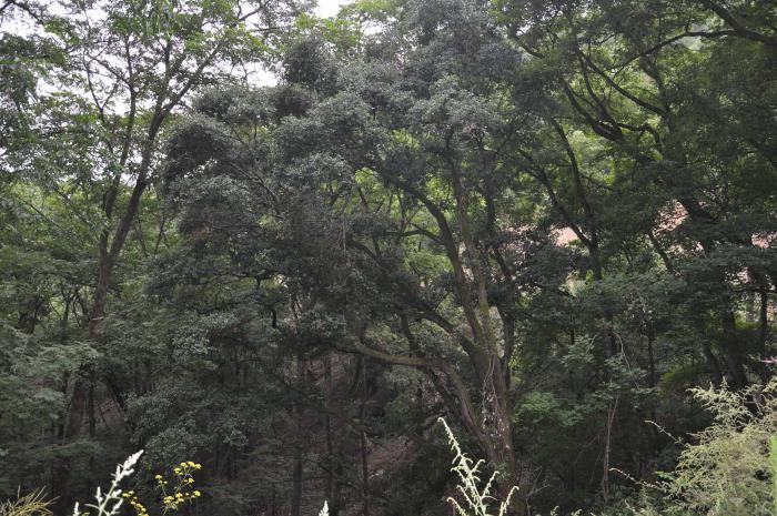 Quercus spinosa