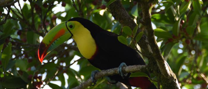 Ramphastos sulfuratus Ramphastos sulfuratus