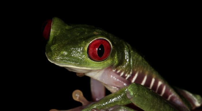 Red eyed tree frog Red eyed tree frog