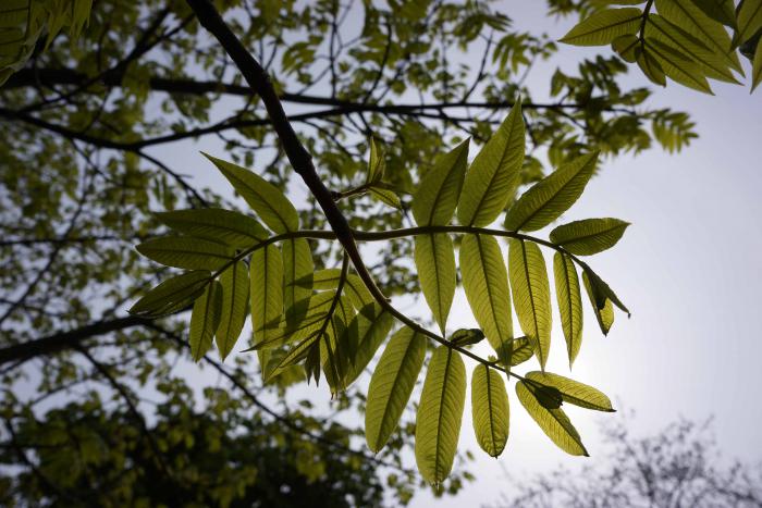 Pterocarya macroptera var. macroptera, Royal Botanic Garden Edinburgh Pterocarya macroptera var. macroptera, Royal Botanic Garden Edinburgh