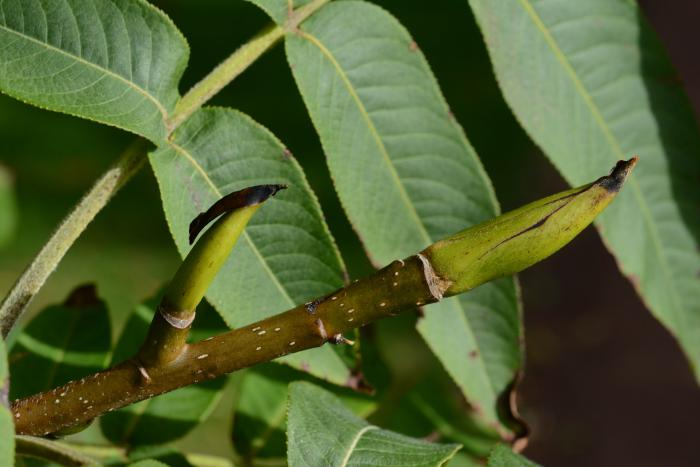Pterocarya macroptera var. macroptera, with caducous bud scales on terminal buds, Royal Botanic Garden Edinburgh Pterocarya macroptera var. macroptera, with caducous bud scales on terminal buds, Royal Botanic Garden Edinburgh