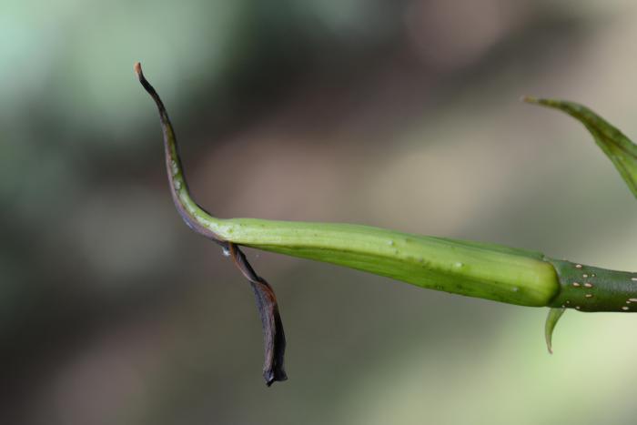 Pterocarya macroptera var. delavayi with caducous bud scales, Royal Botanic Garden Edinburgh Pterocarya macroptera var. delavayi with caducous bud scales, Royal Botanic Garden Edinburgh