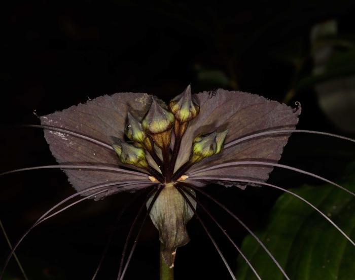 Tacca chantieri (Cuc Phuong National Park) Tacca chantieri (Cuc Phuong National Park)