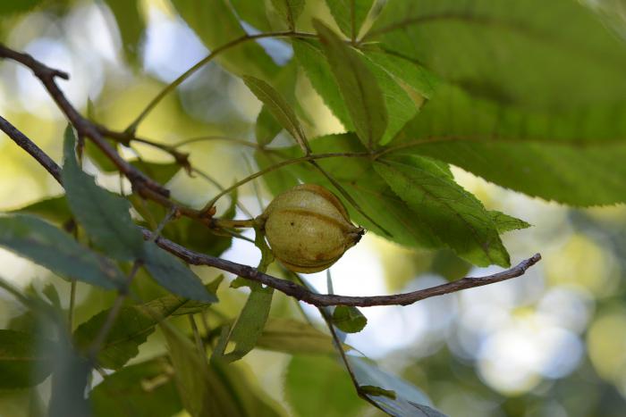 Fruits of Carya cordiformis, Arnold Arboretum Fruits of Carya cordiformis, Arnold Arboretum