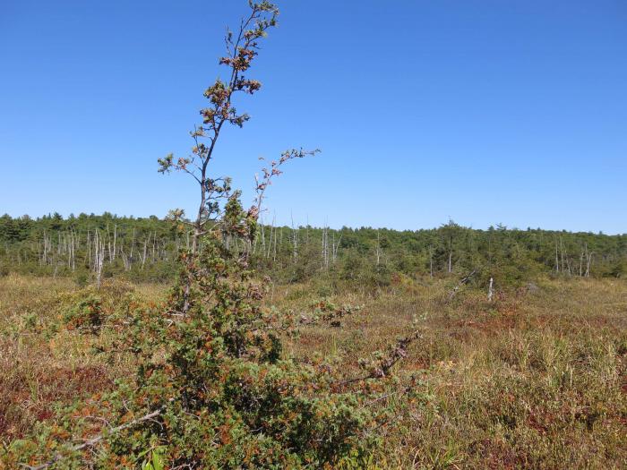 Peatbog with Chamaecyparis thyoides, Blue Hills Reservation Peatbog with Chamaecyparis thyoides, Blue Hills Reservation