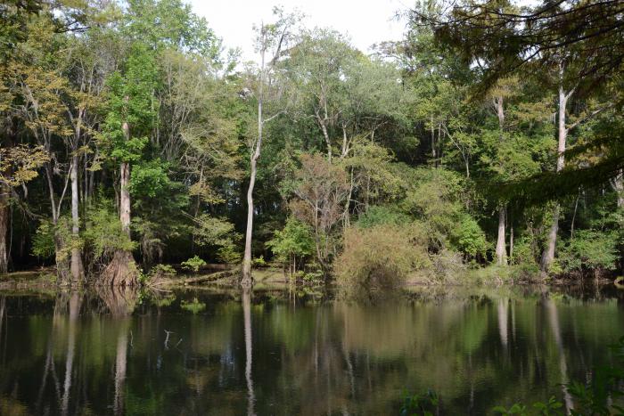 Carya myristiciformis, a very rare species, growing along Guilliard Lake, Francis Marion National Forest, South Carolina Carya myristiciformis, a very rare species, growing along Guilliard Lake, Francis Marion National Forest, South Carolina