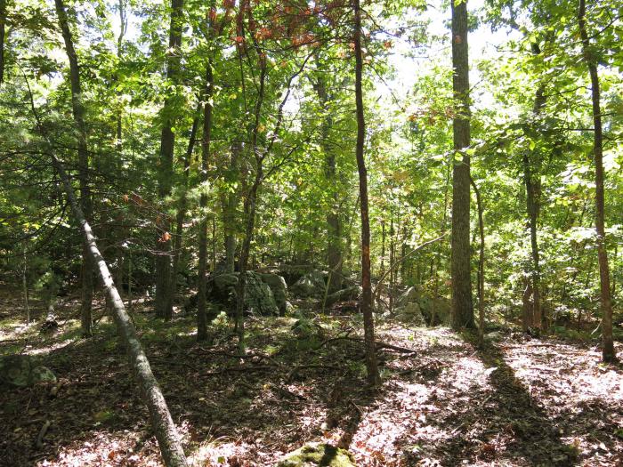 Carya glabra and Carya cordiformis stand Carya glabra and Carya cordiformis stand